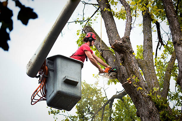 Best Tree Branch Trimming  in USA